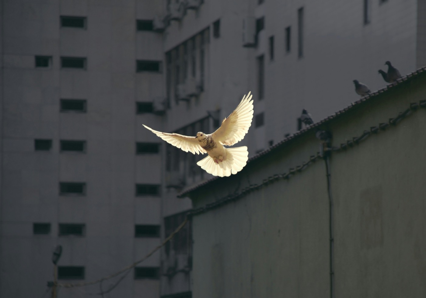 A white dove lifting off a rooftop, wings spread
